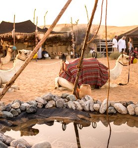 Bedouin Culture Safari with Transfer from Dubai picture 
