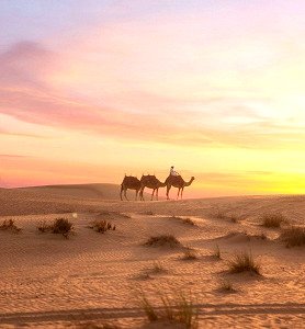 Evening Camel Heritage Safari with Dinner and Show in Dubai picture 