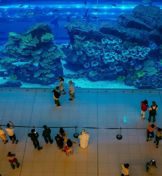 Tickets to Dubai Aquarium & Underwater Zoo in Dubai Mall. Price from